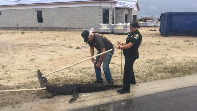 Lee County Sheriff's Office deputy Morgin Evins assisted in capture of large gator Sunday in an Estero development.