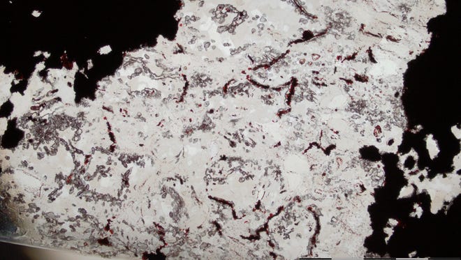 Field of microscopic filamentous microfossils inside a rounded concretion from the jasper rock in the Nuvvuagittuq Supracrustal Belt in Quebec, Canada. The filaments are composed of haematite (red lines), and are located in a quartz layer (white) surrounded by magnetite (black), where both haematite and magnetite are iron oxide minerals.
