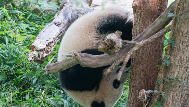 Bao Bao climbs on a tree in her giant panda exhibit.