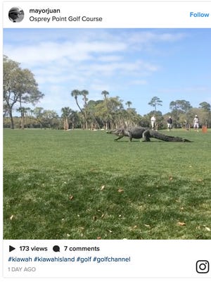 Instagram user @mayorjuan took a video of a massive alligator a South Carolina golf course on Monday.