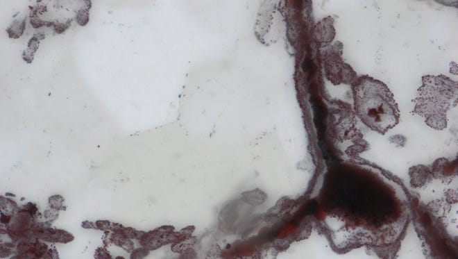 Haematite filament attached to a clump of iron in the lower right, from hydrothermal vent deposits in the Nuvvuagittuq Supracrustal Belt in Que?bec, Canada. These clumps of iron and filaments were microbial cells and are similar to modern microbes found in vent environments.