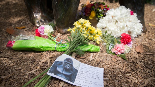A sympathy card rests at the feet of a gorilla statue outside the Gorilla World exhibit at the Cincinnati Zoo & Botanical Garden, Sunday, May 29, 2016, in Cincinnati. On Saturday, a special zoo response team shot and killed Harambe, a 17-year-old gorilla, that grabbed and dragged a 4-year-old boy who fell into the gorilla exhibit moat. Authorities said the boy is expected to recover. He was taken to Cincinnati Children's Hospital Medical Center.
