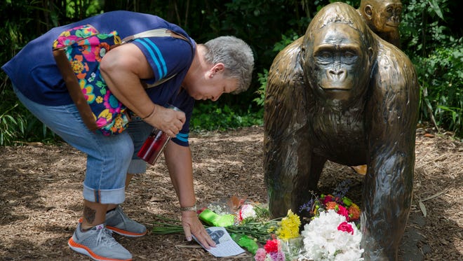 Eula Ray, of Hamilton, whose son is a curator for the zoo, touches a sympathy card beside a gorilla statue outside the Gorilla World exhibit at the Cincinnati Zoo & Botanical Garden, Sunday, May 29, 2016, in Cincinnati. On Saturday, a special zoo response team shot and killed Harambe, a 17-year-old gorilla, that grabbed and dragged a 4-year-old boy who fell into the gorilla exhibit moat. Authorities said the boy is expected to recover. He was taken to Cincinnati Children's Hospital Medical Center.