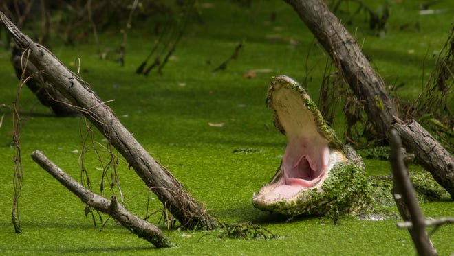 A yawning alligator at Cumberland Island National Seashore in Georgia.