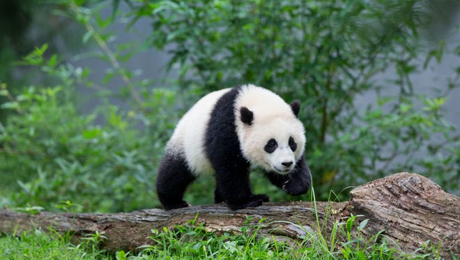 Panda cub Bao Bao is seen in her habitat at the National Zoo in Washington.