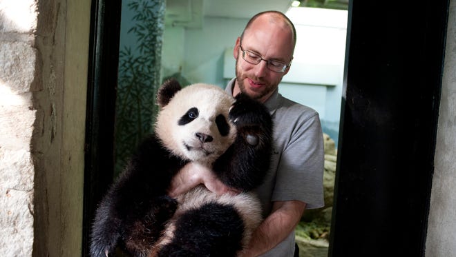 Animal keeper Marty Dearie of Bowie, MD, holds 8 month old giant panda cub Bao Bao in the panda house after waking her up for the day.