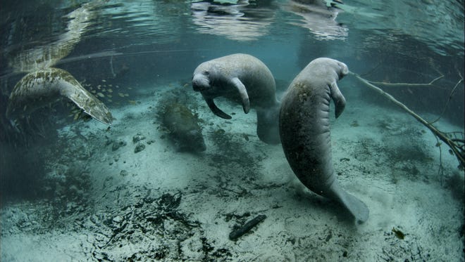 Manatees float in the Crystal River National Wildlife Refuge in Florida.