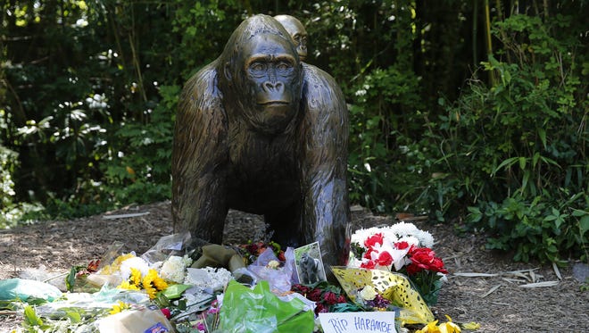 Flowers and other items were left Monday at the Gorilla World exhibit for Harambe, the gorilla shot and killed Saturday after a 4-year-old boy fell into a shallow moat surrounding the Cincinnati Zoo's gorilla exhibit.