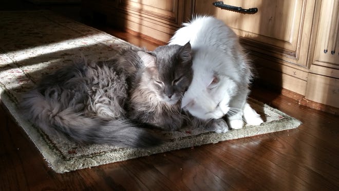 Dante, rejected by a Virginia animal shelter because he was feral, snuggles against P.J the Maine Coon, left.