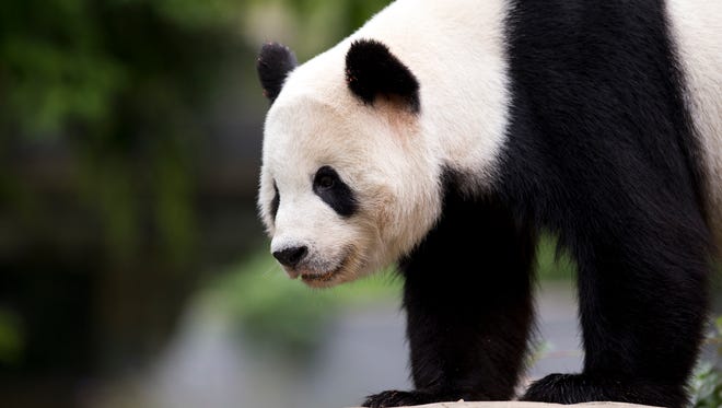 In this photo taken Sept. 25, 2015, panda cub Bao Bao, roams in an enclosure at the Smithsonian's National Zoo in Washington. The National Zoo will be saying bye-bye to panda cub Bao Bao.