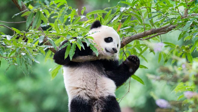 Panda cub Bao Bao hangs from a tree in her habitat at the National Zoo in Washington on her first birthday.