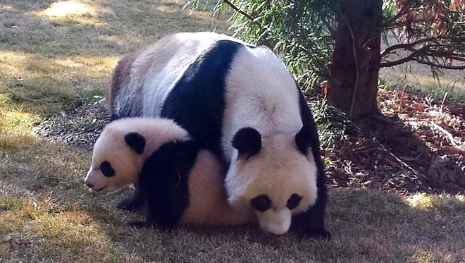 Giant panda cub Bao Bao outside with her mom Mei Xiang for the first time April 1, 2014 at the Smithsonian National Zoo.