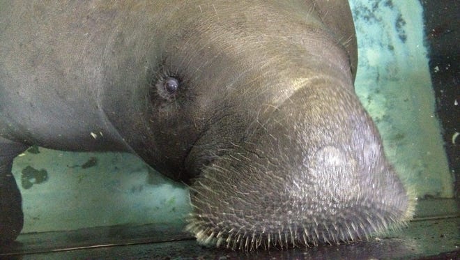 Snooty the manatee died in a tank accident at the weekend.