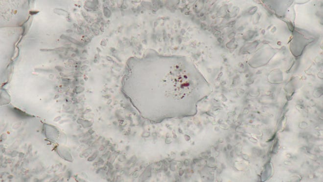 Microscopic iron-carbonate (white) rosette with concentric layers of quartz inclusions (grey) and a core of a single quartz crystal with tiny (nanoscopic) inclusions of red hematite from the Nuvvuagittuq Supracrustal Belt in Quebec, Canada. These may have formed through the oxidation of organic matter derived from microbes living around vents.