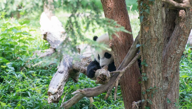 Bao Bao in her outdoor exhibit at the giant panda habitat. She now weighs 40 lbs.