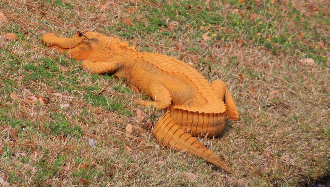 In a photo provided by Stephen Tatum, an orange alligator is seen near a pond in Hanahan, S.C.