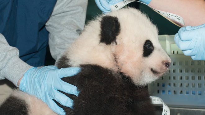 Bao Bao is measured as she is about to turn 100 days old, at the Smithsonian National Zoo in Washington.